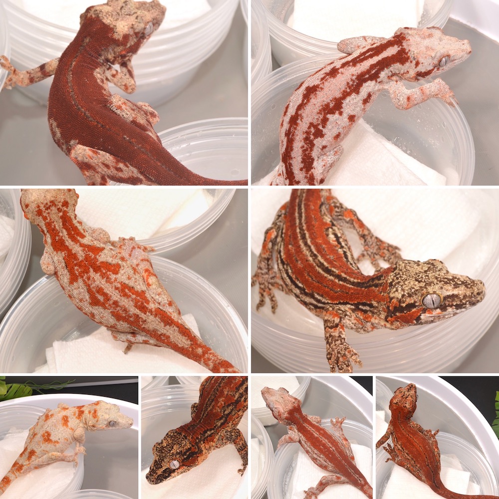 ACReptiles